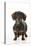 Smooth Haired Minature Dachsund-null-Premier Image Canvas