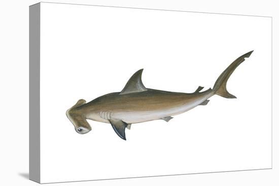 Smooth Hammerhead Shark (Sphyrna Zygaena), Fishes-Encyclopaedia Britannica-Stretched Canvas