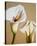 Smooth Lilies-Carolina Alotus-Stretched Canvas