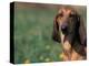 Smooth / Short-Haired Segugio Italiano Hound Portrait-Adriano Bacchella-Premier Image Canvas