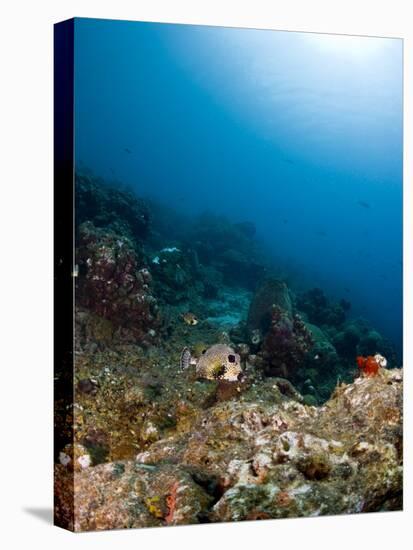 Smooth Trunkfish (Lactophrys Triqueter) and Reef Scene, St Lucia, West Indies, Caribbean-Lisa Collins-Premier Image Canvas