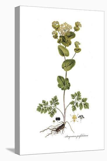 Smyrnium perfoliatum, Flora Graeca-Ferdinand Bauer-Premier Image Canvas