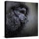 Snack Spotter Toy Black Poodle-Jai Johnson-Premier Image Canvas