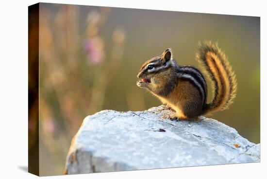 Snack Time (Chipmunk)-Jason Savage-Stretched Canvas