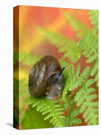 Snail on Fern in Fall, Adirondacks, New York, USA-Nancy Rotenberg-Premier Image Canvas