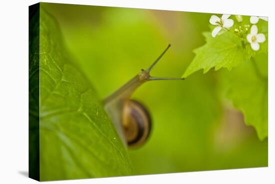 Snail on Garlic Mustard (Alliaria Petiolata) Leaves, Hallerbos, Belgium, April-Biancarelli-Premier Image Canvas