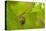 Snail on Garlic Mustard (Alliaria Petiolata) Leaves, Hallerbos, Belgium, April-Biancarelli-Premier Image Canvas