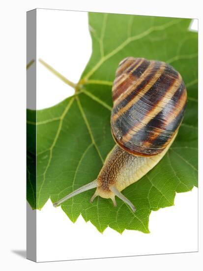 Snail On Leaf Isolated On White-Yastremska-Premier Image Canvas