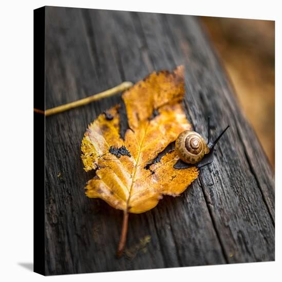 Snail's Pace-Danny Head-Premier Image Canvas