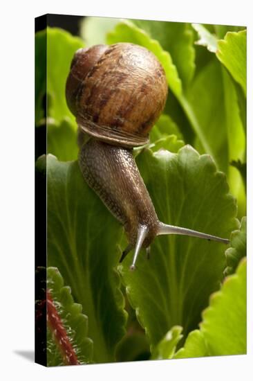 Snail, Seattle, Washington-Paul Souders-Premier Image Canvas