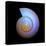 Snail Shell, Artwork-PASIEKA-Premier Image Canvas