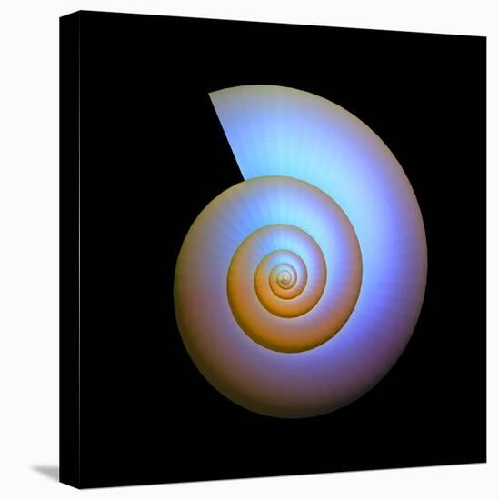 Snail Shell, Artwork-PASIEKA-Premier Image Canvas