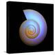 Snail Shell, Artwork-PASIEKA-Premier Image Canvas