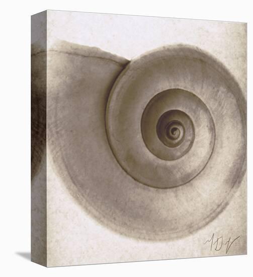 Snail Shell-Mandolfo-Stretched Canvas