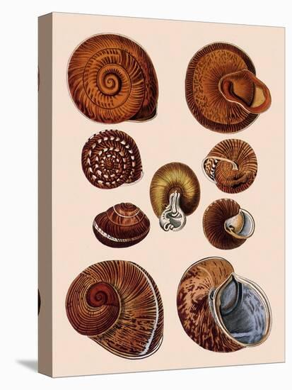 Snail Shells-null-Premier Image Canvas