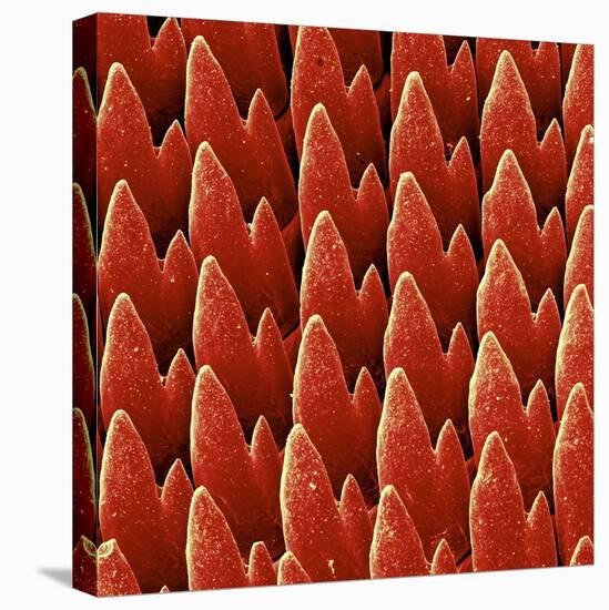 Snail Teeth-null-Premier Image Canvas