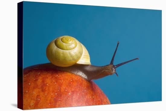 Snail-Georgette Douwma-Premier Image Canvas