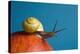 Snail-Georgette Douwma-Premier Image Canvas