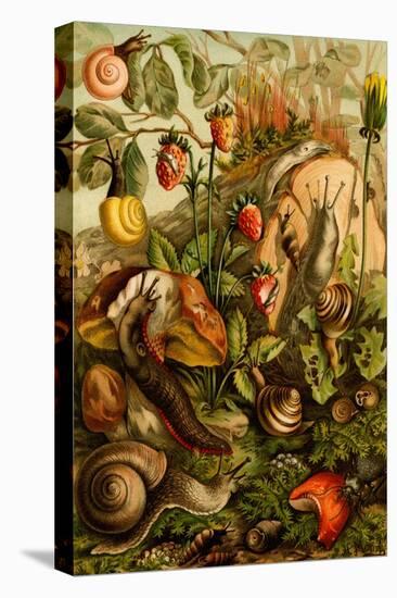 Snails, Gastropods, Mollusks-F.W. Kuhnert-Stretched Canvas
