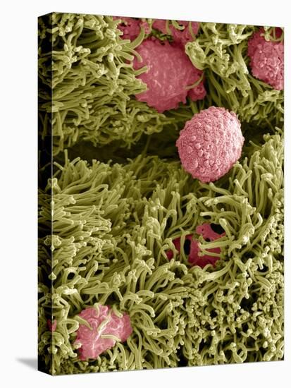 Snake Ciliated Lung Cells And Mucus, SEM-Steve Gschmeissner-Premier Image Canvas