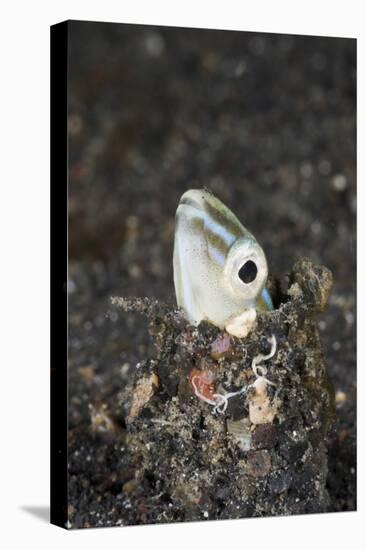 Snake or Hairtail Blenny Head (Xiphasia Setifer), Lembeh Strait, North Sulawesi, Indonesia-Reinhard Dirscherl-Premier Image Canvas