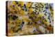 Snake River Dendritic Agate-Darrell Gulin-Premier Image Canvas