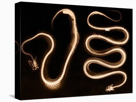 Snake Skeletons, X-ray-Science Source-Premier Image Canvas