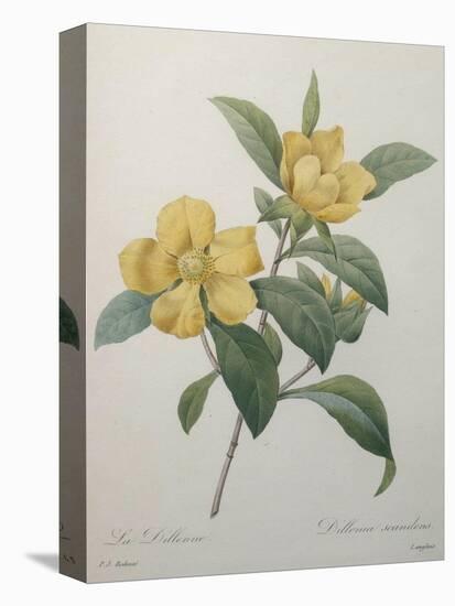 Snake Vine, Dillenia or Guinea Flower-Pierre-Joseph Redoute-Stretched Canvas