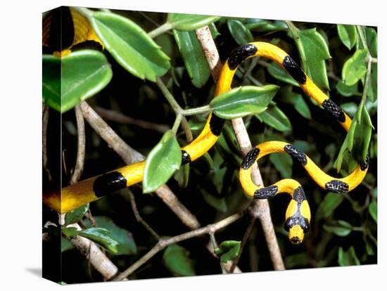 Snake, Western Desciduous Forests, Madagascar-Pete Oxford-Premier Image Canvas