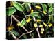 Snake, Western Desciduous Forests, Madagascar-Pete Oxford-Premier Image Canvas