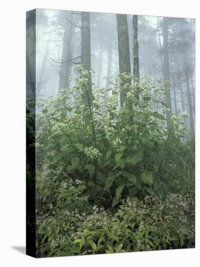 Snakeroot and Asters, Great Smoky Mountains National Park, Tennessee, USA-Adam Jones-Premier Image Canvas