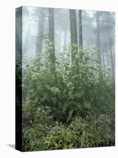 Snakeroot and Asters, Great Smoky Mountains National Park, Tennessee, USA-Adam Jones-Premier Image Canvas