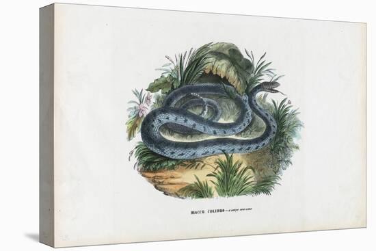 Snakes, 1863-79-Raimundo Petraroja-Premier Image Canvas