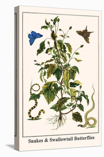 Snakes and Swallowtail Butterflies-Albertus Seba-Stretched Canvas