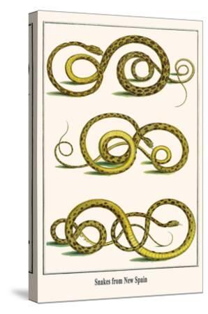 Snakes From New Spain Art Print Albertus Seba Art Com