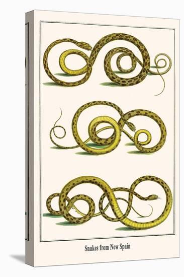 Snakes from New Spain-Albertus Seba-Stretched Canvas