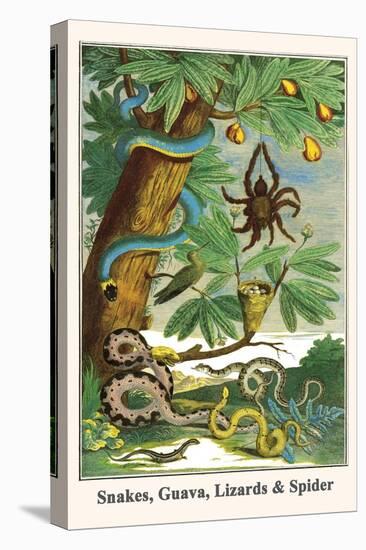 Snakes, Guava, Lizards and Spider-Albertus Seba-Stretched Canvas