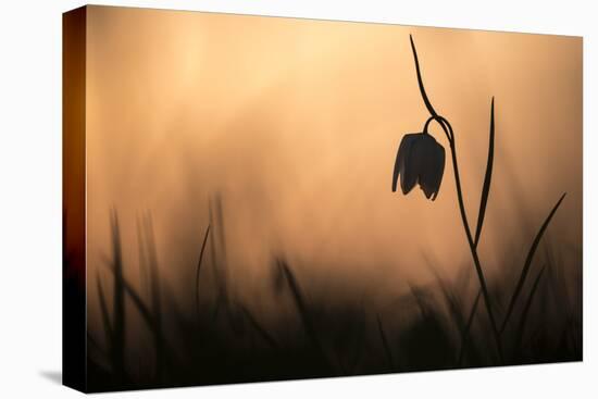 Snakes head fritillary in flower, sillouetted, Wiltshire, UK-Ross Hoddinott-Premier Image Canvas