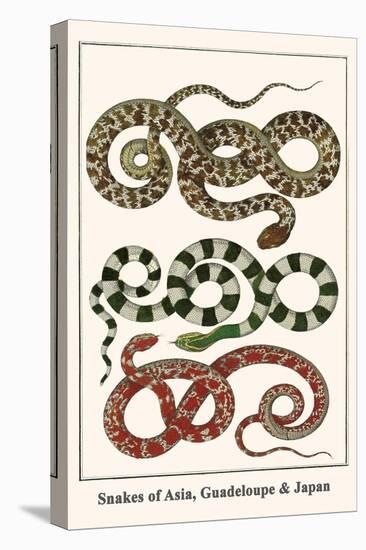 Snakes of Asia, Guadeloupe and Japan-Albertus Seba-Stretched Canvas