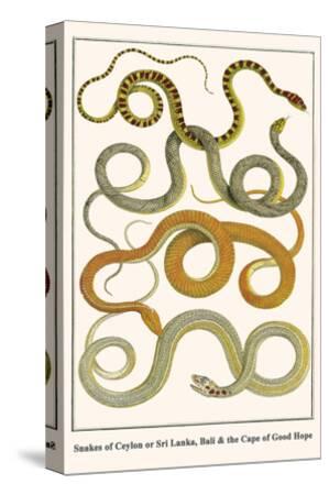 Snakes Of Ceylon Or Sri Lanka Bali And The Cape Of Good Hope Art Print Albertus Seba Art Com
