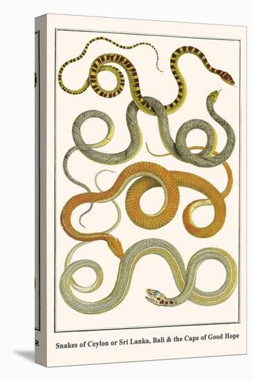 Snakes of Ceylon or Sri Lanka, Bali and the Cape of Good Hope-Albertus Seba-Stretched Canvas