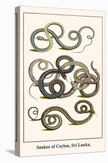 Snakes of Ceylon, Sri Lanka,-Albertus Seba-Stretched Canvas