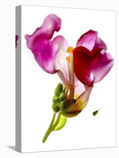 Snapdragon Pink-Julia McLemore-Premier Image Canvas