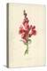 Snapdragon-Frederick Edward Hulme-Premier Image Canvas