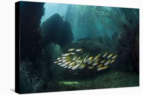Snappers-Matthew Oldfield-Premier Image Canvas