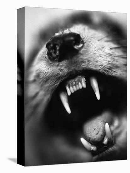 Snarling Dog-Henry Horenstein-Premier Image Canvas