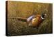 Sneaking Through the Long Grass - Ring Neck Pheasant-Wilhelm Goebel-Premier Image Canvas