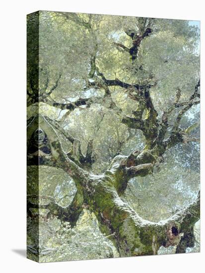 Snow and Moss on Live Oak Tree in Cuyamama Rancho State Park, California, USA-Christopher Talbot Frank-Premier Image Canvas