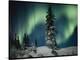 Snow Blanketed Evergreen Trees and the Aurora Borealis at Night-Norbert Rosing-Stretched Canvas