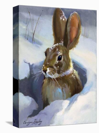 Snow Bunny-Carolyne Hawley-Stretched Canvas